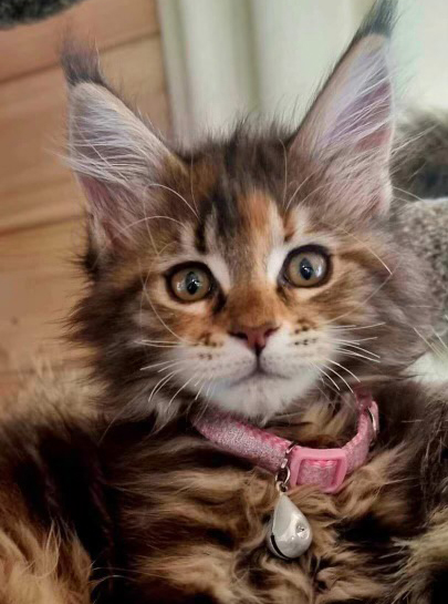 Maine Coon kitten